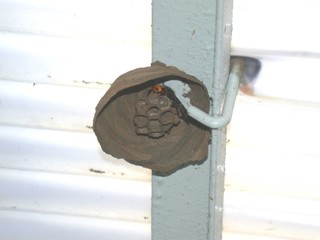 コガタスズメバチの作り始めの巣