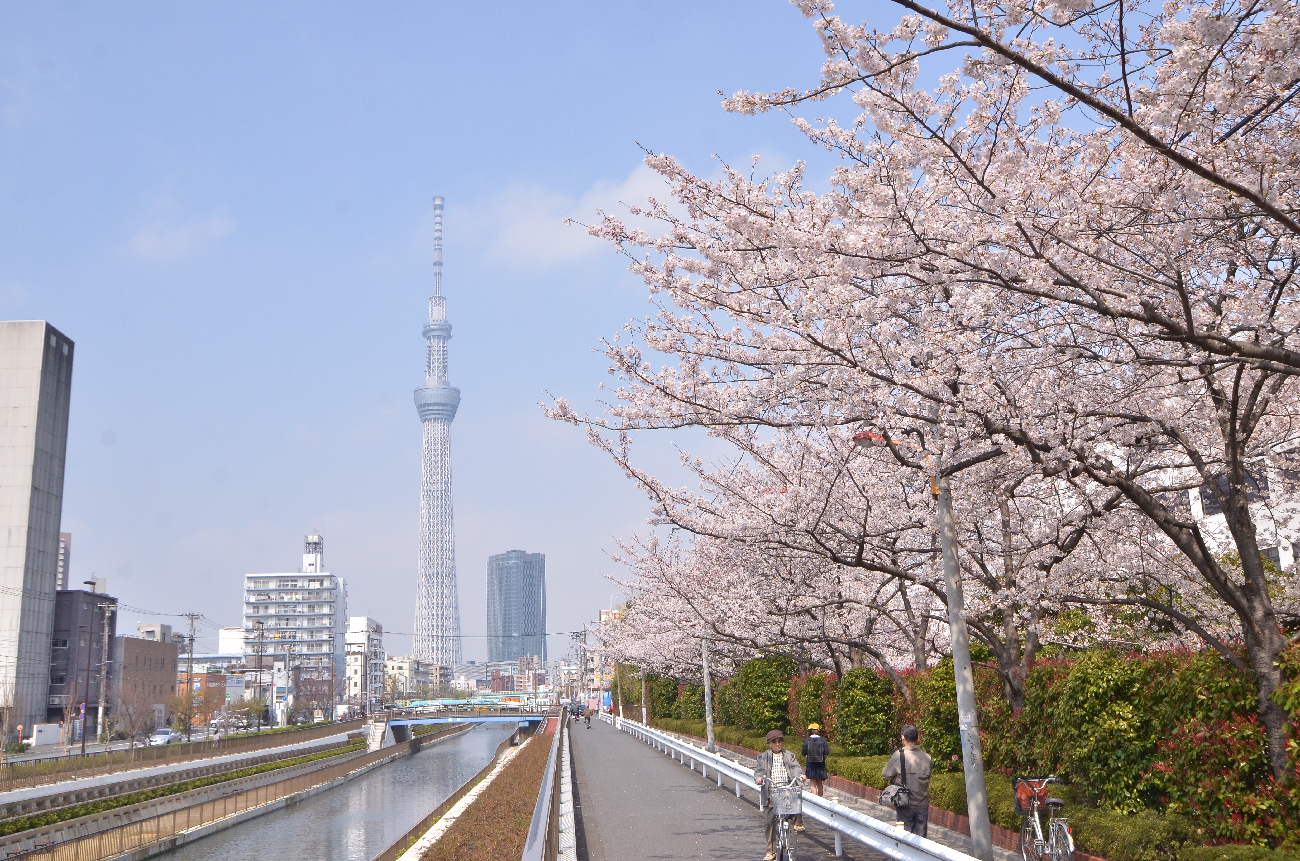 桜並木と東京スカイツリー