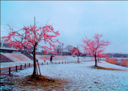 桜と雪化粧