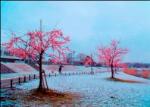 桜と雪化粧　白川　義男