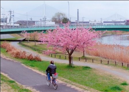 桜の河川敷