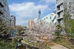 大横川親水公園より