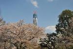 隅田公園より