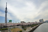 桜橋より