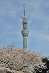 隅田公園より