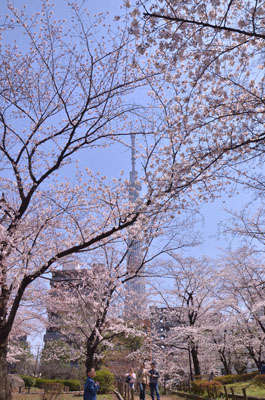 隅田公園より