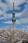 隅田公園より