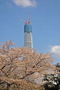 桜とスカイツリー