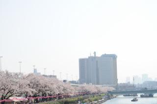 墨堤さくらまつりの写真