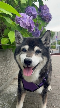 犬の写真