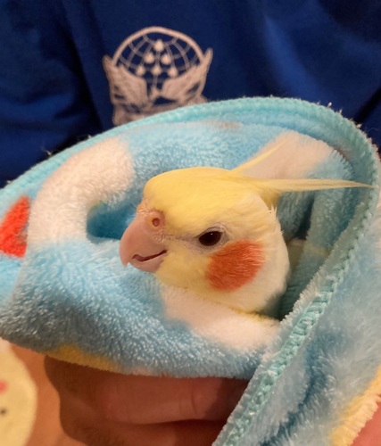 54かめぴぃ かめぴぃママ