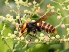 コガタスズメバチ（働きバチ・体長21から27ミリメートル）