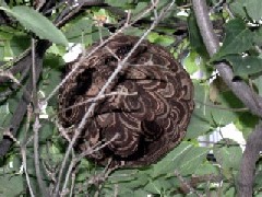 コガタスズメバチの巣（大きくてもバレーボールよりひとまわり小さいくらい）
