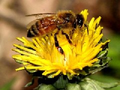 ニホンミツバチ（働きバチ・体長13ミリメートルくらい）