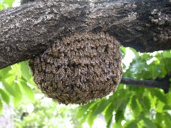 ニホンミツバチの蜂玉（幅30センチメートルくらい）