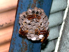 セグロアシナガバチの巣（直径7センチメートルくらい。秋には直径20センチメートルくらいになる。）