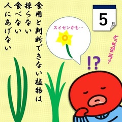 すみだこ5月イラスト「食用と判断できない植物は採らない食べない人にあげない」