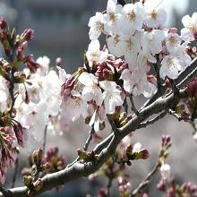 区議会に関するトピックス