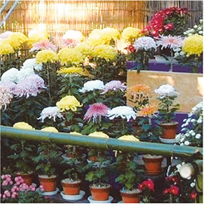 緑と花の学習園「菊の展示」