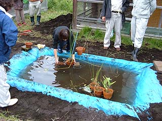 植木鉢に赤玉土を入れ、トンボがとまれる植物を植えます 