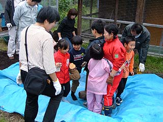  穴にシートをかぶせ、足でよくなじませます