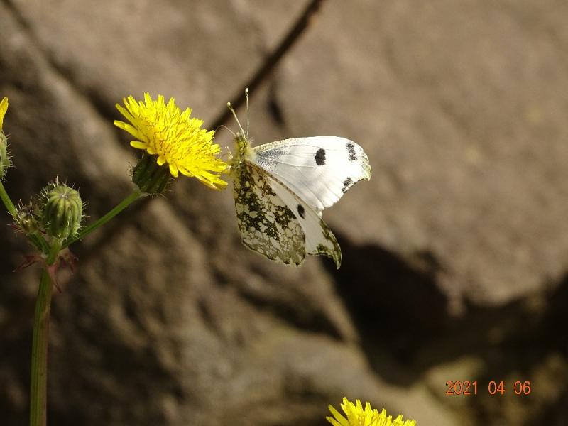 ツマキチョウ♀