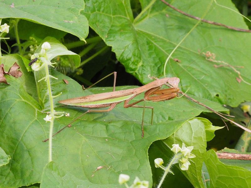 オオカマキリ