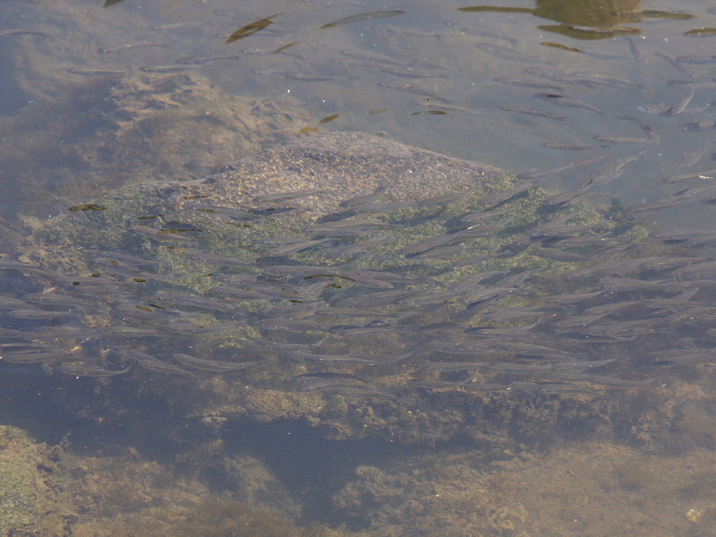 ボラの稚魚