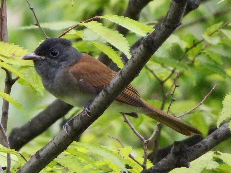 サンコウチョウ（若鳥）