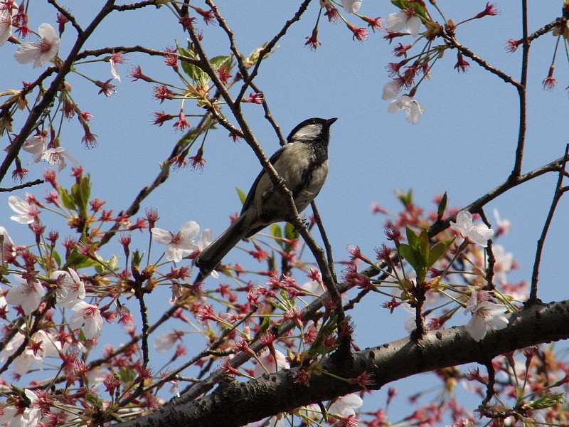 シジュウカラ