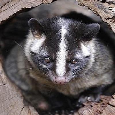 ハクビシン アライグマについて 墨田区公式ウェブサイト