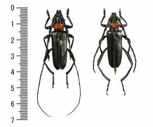 クビアカツヤカミキリのオスとメス