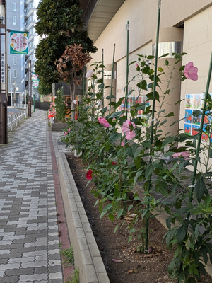 東武博物館前の花壇前の通り道