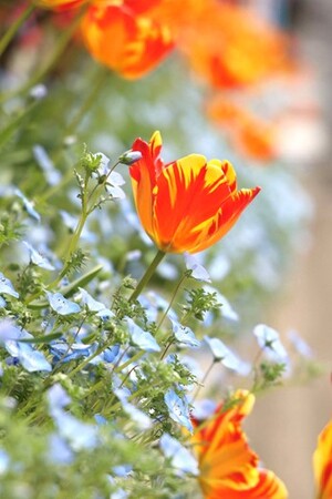 チューリップ＆ネモフィラ タワービュー通り（4月撮影）