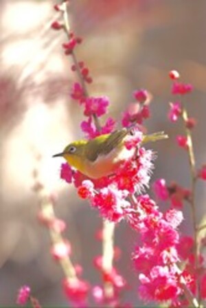 紅梅＆メジロ 横網町公園（3月撮影）