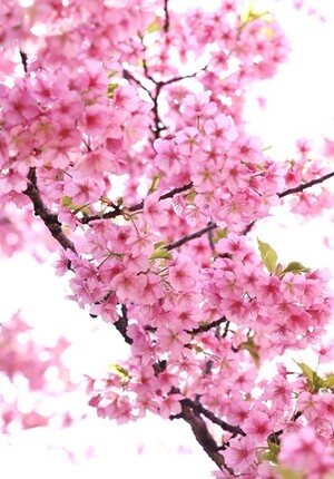 河津桜 錦糸公園（2月撮影）