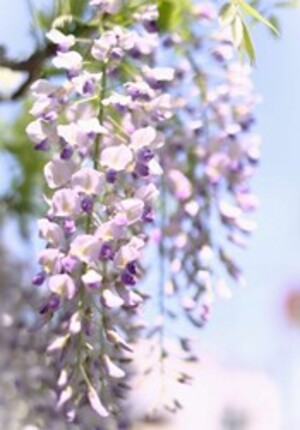 藤 向島百花園（4月）