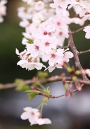 さくら 墨堤:隅田公園（3月撮影）