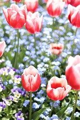 チューリップ 両国公園（4月撮影）