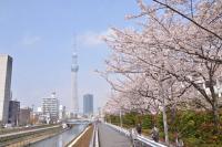 桜・東京スカイツリー