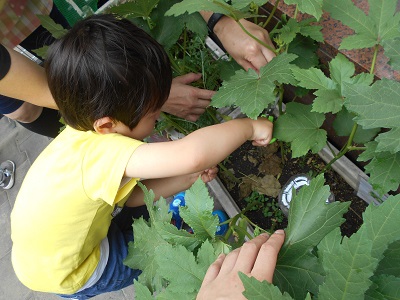 野菜を収穫している様子