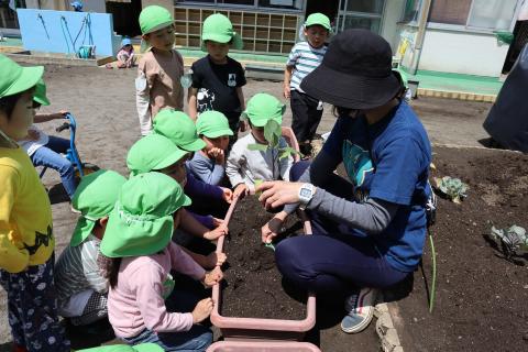 苗をプランターに植えている様子