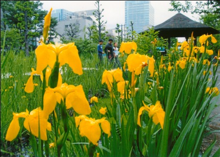 大横川親水公園