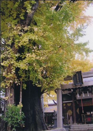 神社を守るご神木