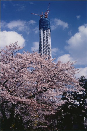 桜とスカイツリー